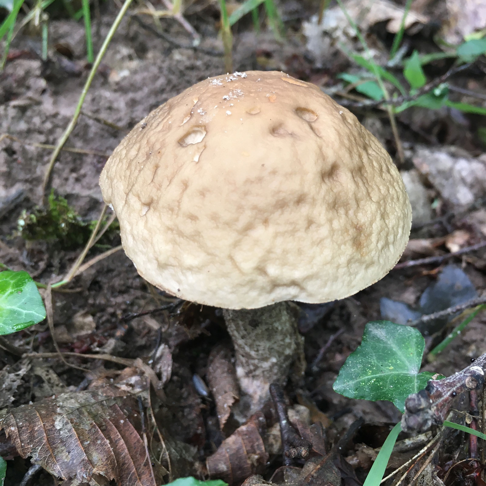 Détail de Champignon - Cèpe de pin