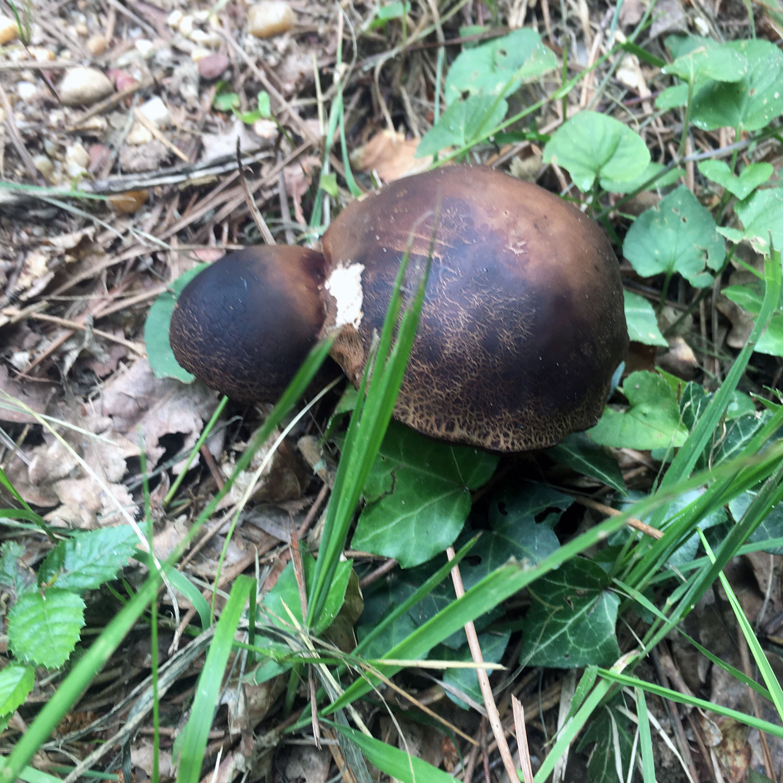 2 petits Cèpes bronzés