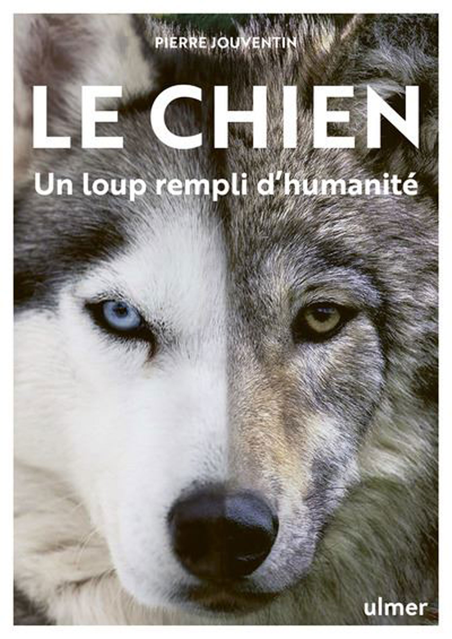 Le chien - Un loup rempli d'humanité aux éditions ULMER